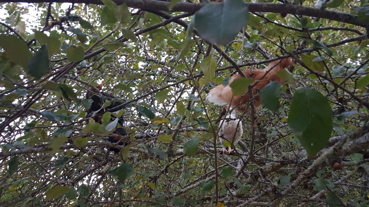 Une poule qui a de l’instinct dort dans les arbres. Ici les poussins 2021 sont dans le pommier, à 2-3m du sol. Les poules adultes sont plutôt à 3-4m dans les chênes